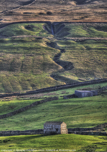 Swaledale barns in late afternoon light Picture Board by Beverley Middleton
