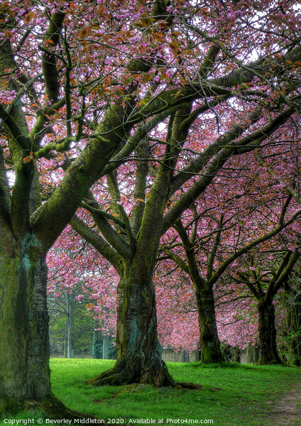 Blossom trees on Harrogate stray Picture Board by Beverley Middleton