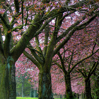 Buy canvas prints of Blossom trees on Harrogate stray by Beverley Middleton
