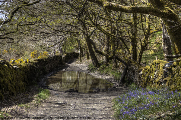 Green Lane, Undermillbeck Common, Cumbria Picture Board by Beverley Middleton