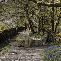 Buy canvas prints of Green Lane, Undermillbeck Common, Cumbria by Beverley Middleton