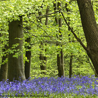 Buy canvas prints of Bluebells at Middleton Woods, Yorkshire by Beverley Middleton