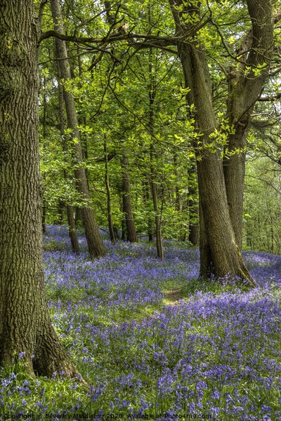 Bluebells at Middleton Woods, Yorkshire Picture Board by Beverley Middleton