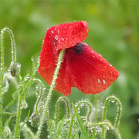 Buy canvas prints of poppy in the morning dew by Adam Carr