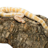 Buy canvas prints of Albino royal python by Shaun Devenney