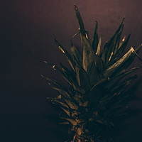 Buy canvas prints of Pineapple top by john mayo