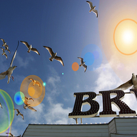 Buy canvas prints of  Seagull lens flare by Terry Busby