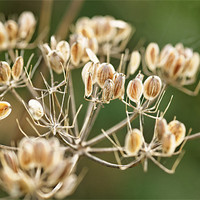 Buy canvas prints of Autumn seeds by Paul May