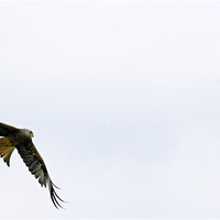 Buy canvas prints of Red Kite on the wing by Paul May