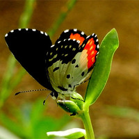 Buy canvas prints of Butterfly Drinking Nectar by Sajitha Nair