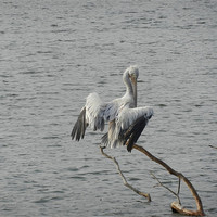 Buy canvas prints of A Bird In Kandy Lake by Sajitha Nair