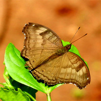 Buy canvas prints of Butterfly Resting On A Leaf by Sajitha Nair