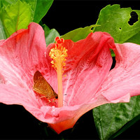 Buy canvas prints of Butterfly Sitting On Pink Hibiscus by Sajitha Nair