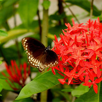 Buy canvas prints of A Butterfly On An Ixora Flower by Sajitha Nair