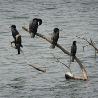 Buy canvas prints of Cormorants Relaxing On Branches by Sajitha Nair