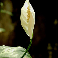 Buy canvas prints of A Beautiful White Anthurium by Sajitha Nair