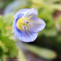 Buy canvas prints of Corn Speedwell Up Close and Personal by Arden Fierman