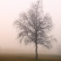 Buy canvas prints of Enchanting Misty Birch by Roger Dutton