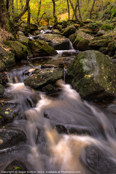 Autumn's Cascade of Water through Padley Gorge  Picture Board by Roger Dutton