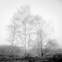 Buy canvas prints of Silver Birch in Winter Dress engulfed in Mist by Roger Dutton