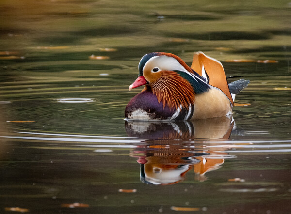 Majestic Mandarin Duck in Autumn Rain Picture Board by Roger Dutton