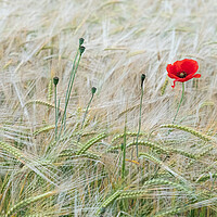 Buy canvas prints of The Last Stand of the Poppy by Roger Dutton
