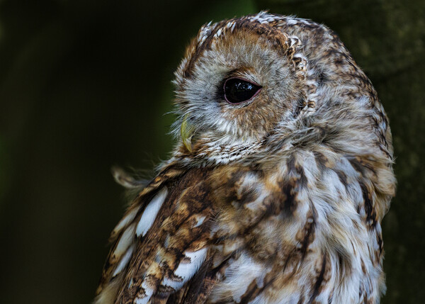 The All-Seeing Tawny Owl Picture Board by Roger Dutton