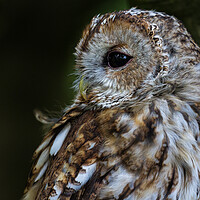 Buy canvas prints of The All-Seeing Tawny Owl by Roger Dutton