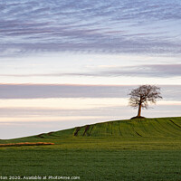 Buy canvas prints of Lonely Beech on Grove Hill by Roger Dutton