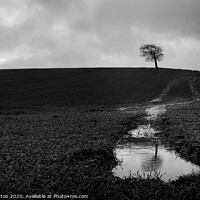 Buy canvas prints of The Majestic Solitude of the Lone Tree by Roger Dutton