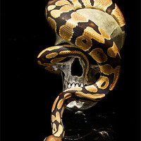 Buy canvas prints of Snake Skull by Fiona Brims