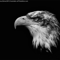 Buy canvas prints of Bald Eagle by Fiona Brims