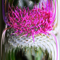 Buy canvas prints of Thistle In Glass by Ian Jeffrey
