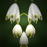 Buy canvas prints of Snowdrops by Ian Jeffrey