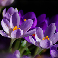 Buy canvas prints of Purple Crocus Flowers In Sun by Jacqi  Elmslie
