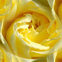Buy canvas prints of yellow rose by Apple of  your i 
