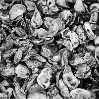 Buy canvas prints of  Oyster Shells by Paul Rayment