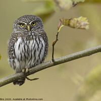 Buy canvas prints of Pygmy Owl by Pam Mullins