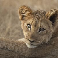 Buy canvas prints of Lion Cub by Pam Mullins
