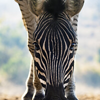 Buy canvas prints of Zebra by Pam Mullins
