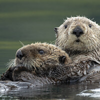 Buy canvas prints of Sea Otters by Pam Mullins