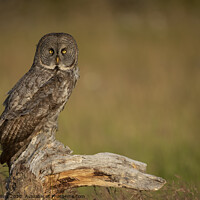 Buy canvas prints of Great Gray Owl by Pam Mullins