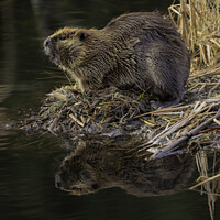 Buy canvas prints of  Beaver reflection on water by Pam Mullins