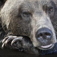 Buy canvas prints of A close up of a brown bear is looking at the camera by Pam Mullins
