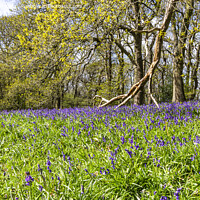 Buy canvas prints of Bluebell Wood by keith sayer