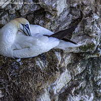Buy canvas prints of Northern Gannet by keith sayer