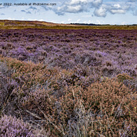 Buy canvas prints of Yorkshire Heather by keith sayer
