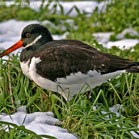 Buy canvas prints of Oystercatcher by keith sayer