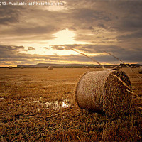 Buy canvas prints of Wet Harvest by keith sayer