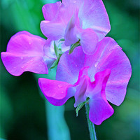 Buy canvas prints of Sweet Pea by keith sayer